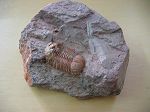 Trilobite Ductina